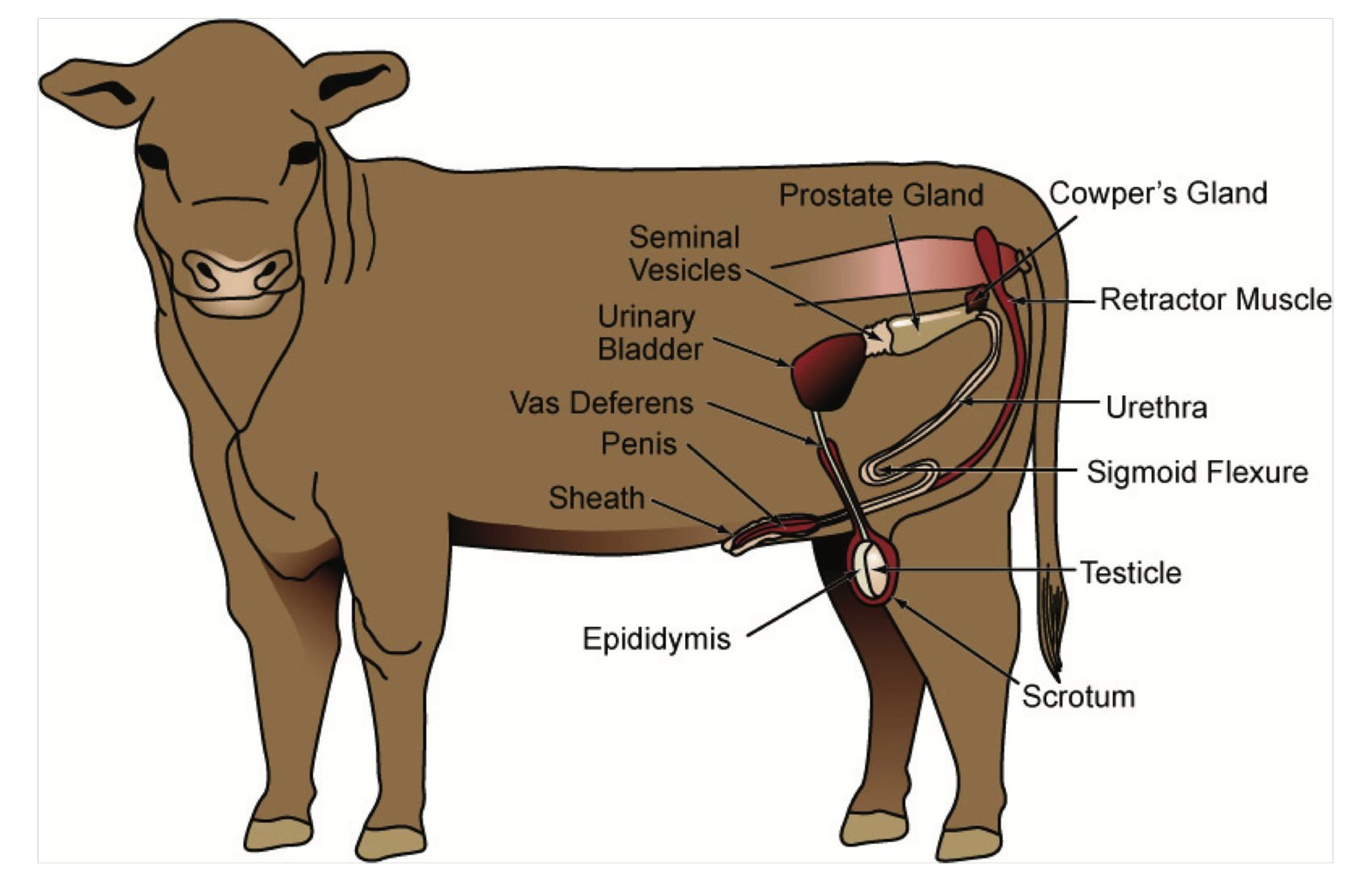 Components of Male Reproductive System in Animals