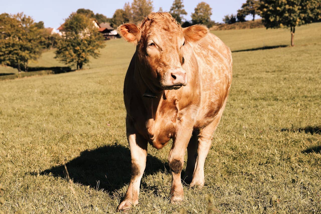 Conception Failure in a Cow