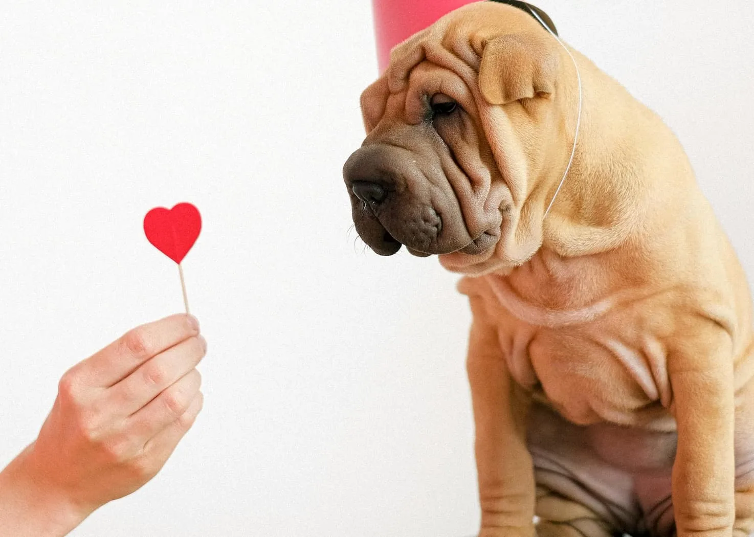 Congenital Heart Diseases in Dog and Cats