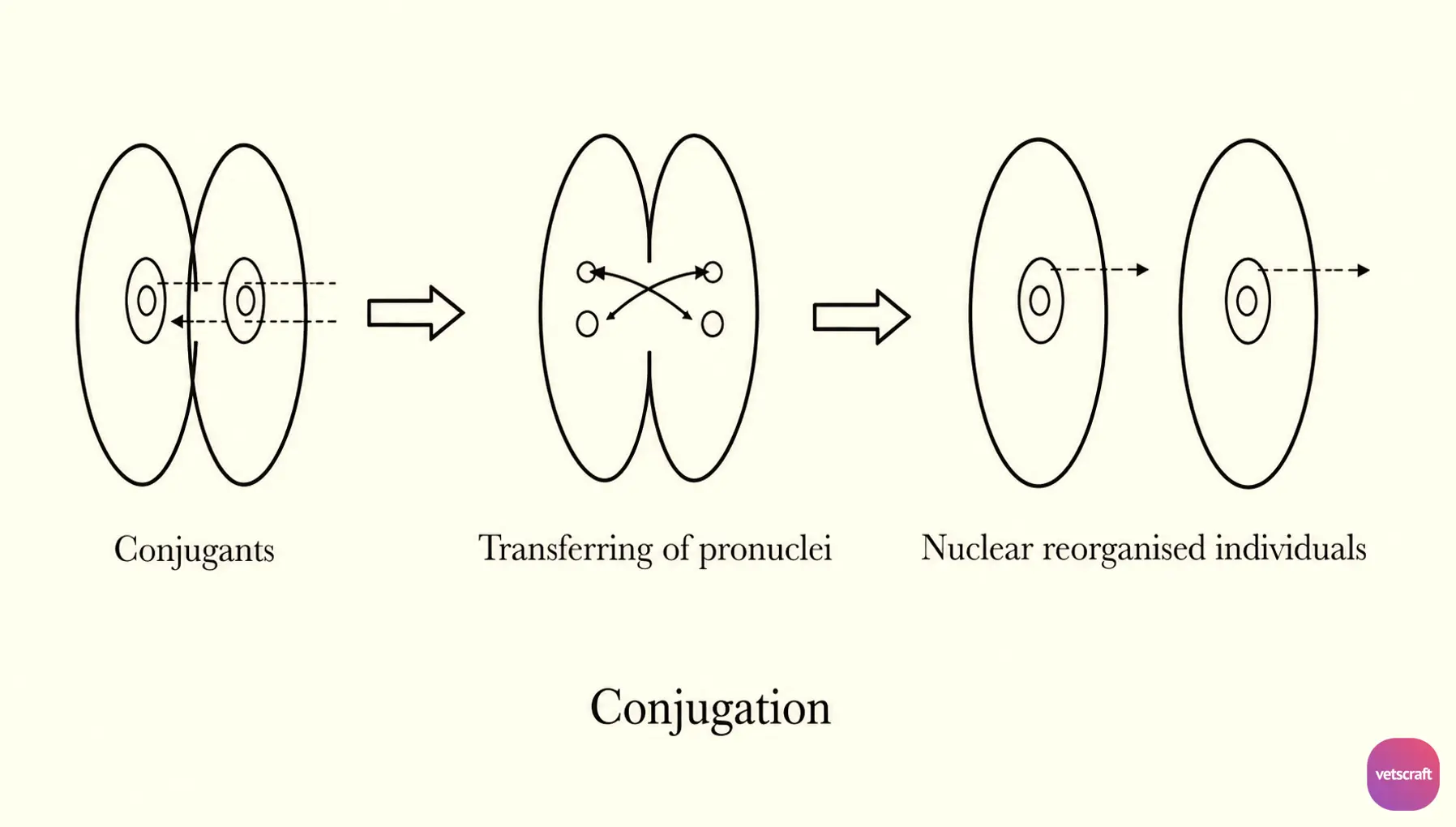 Conjugation (Sexual Reproduction in Protozoa)