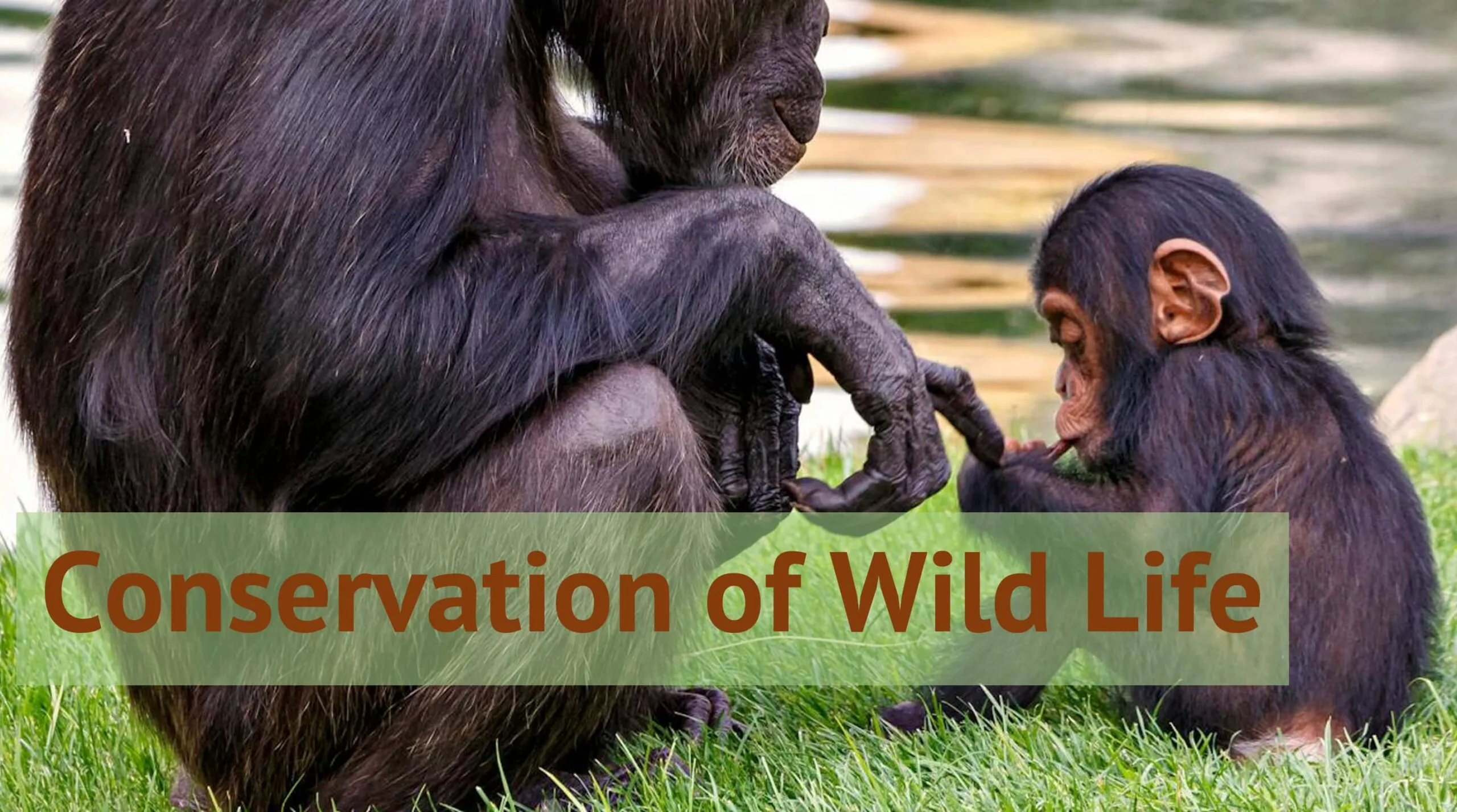 Conservation of Wild Life