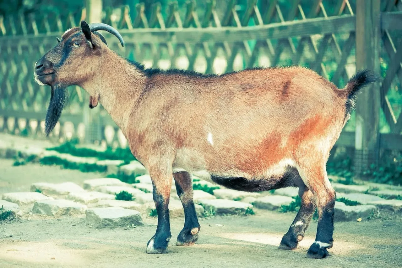 Copper Deficiency (Hypocuprosis) in a goat