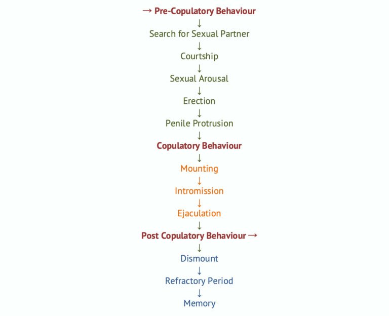Sexual Behaviour in Male Animals | Copulatory Behaviours