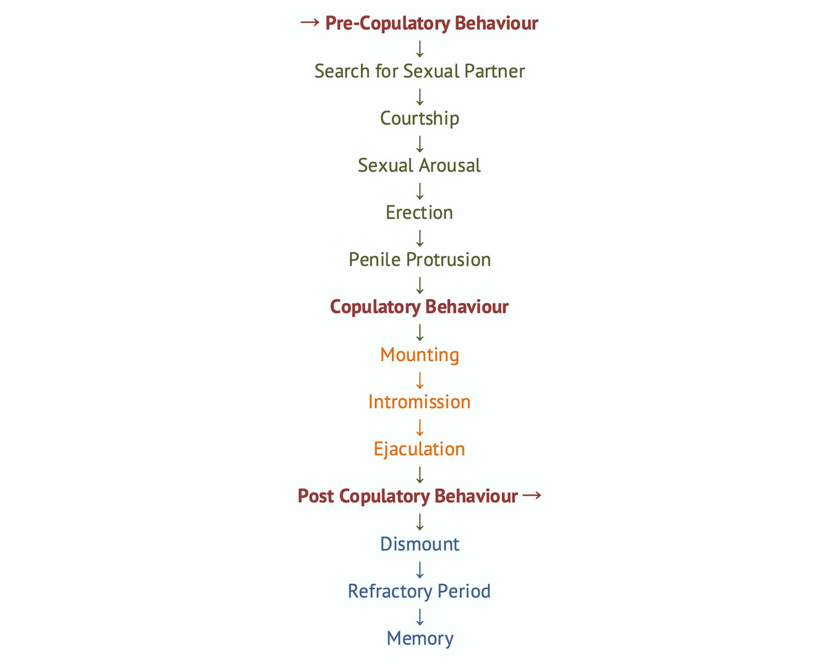 Copulatory Behaviours (Sexual Behaviour in Male Animals)