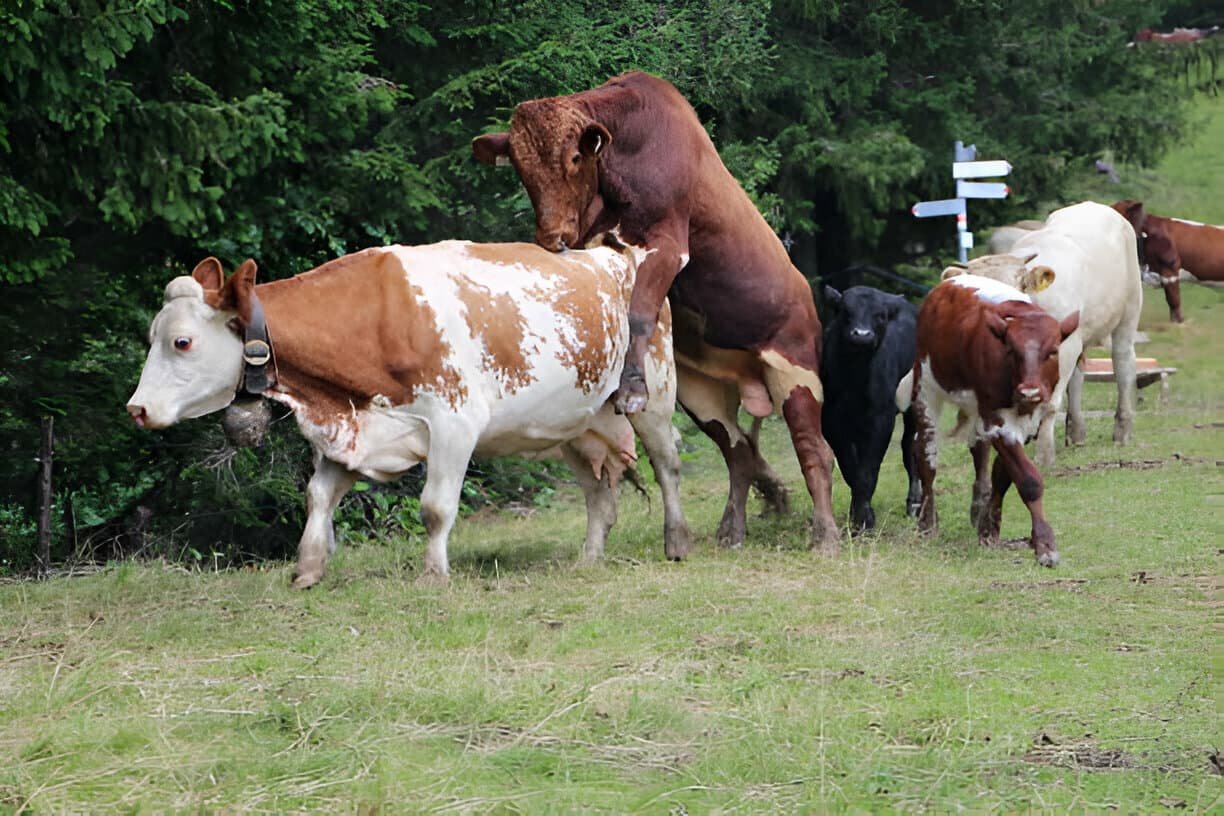 Copulatory Behaviours in Bovine Species