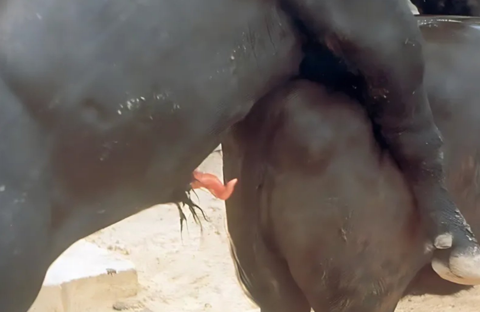 Corkscrew Deviation of the Penis (Phallocampsis) in a Bull