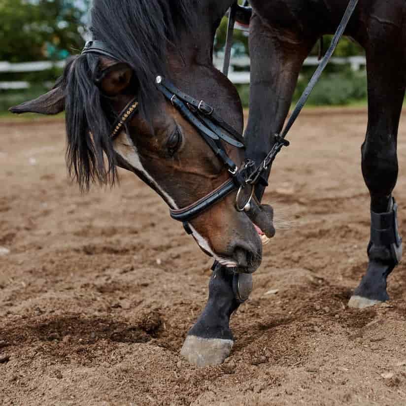 Corn affected hoof a horse
