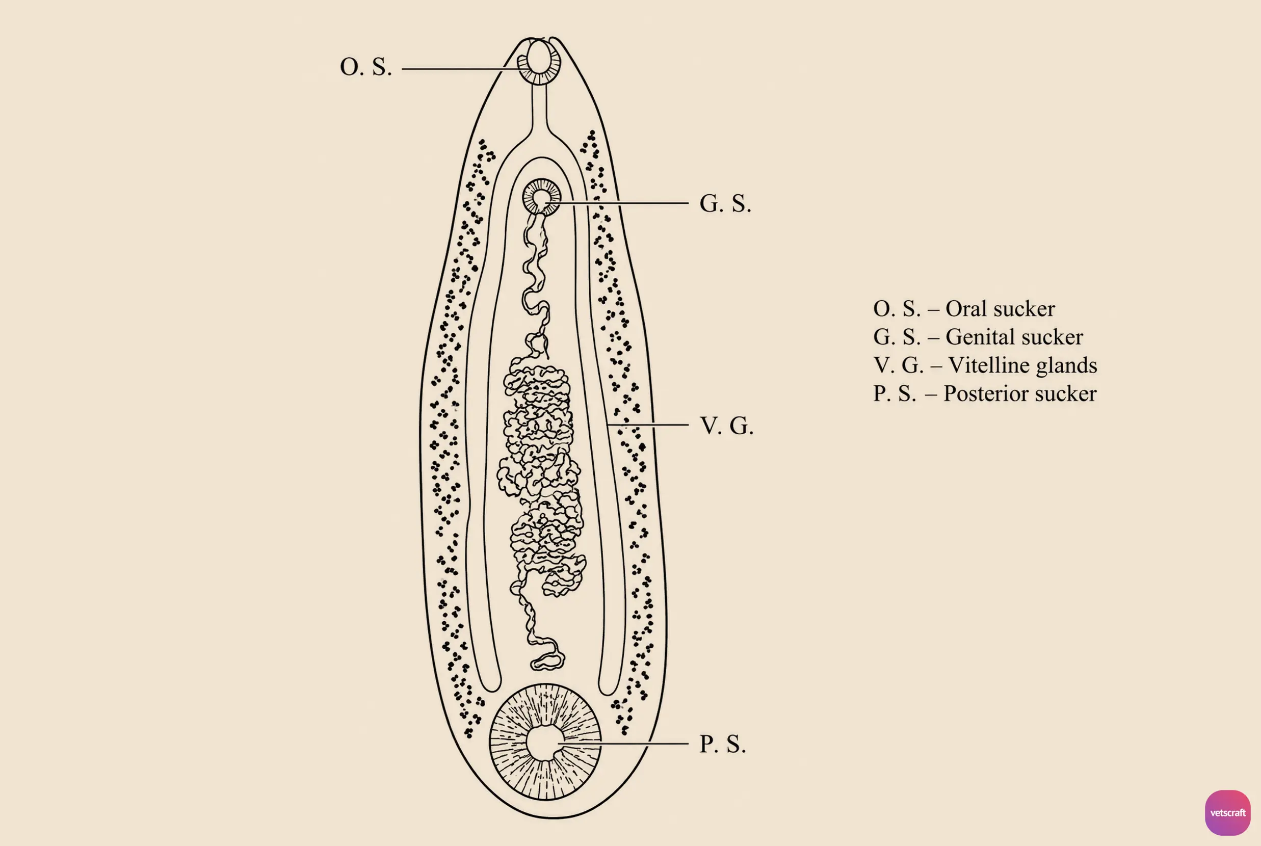 Cotylophoron cotylophorum (Rumen Fluke)