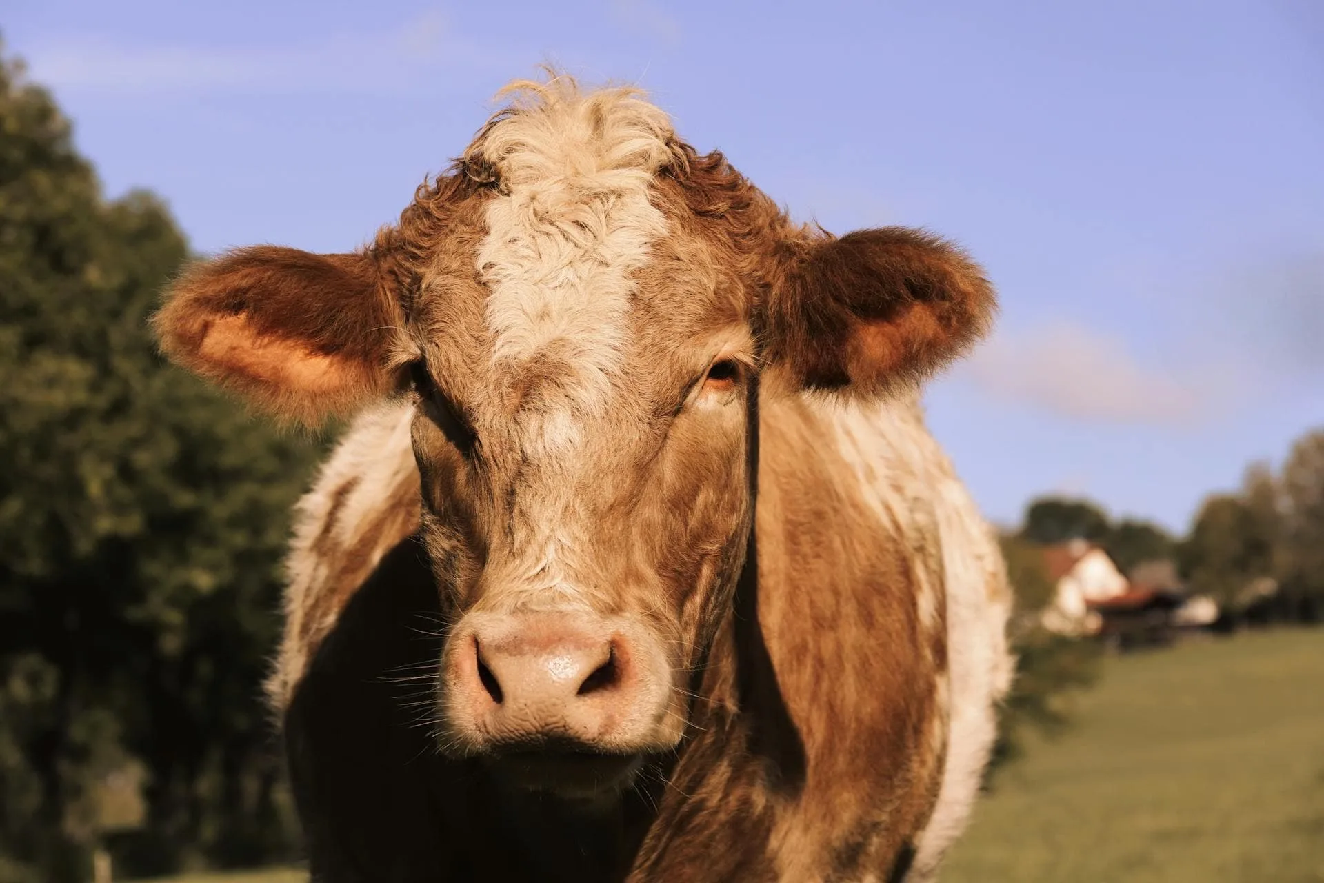 Cow affected with ketosis