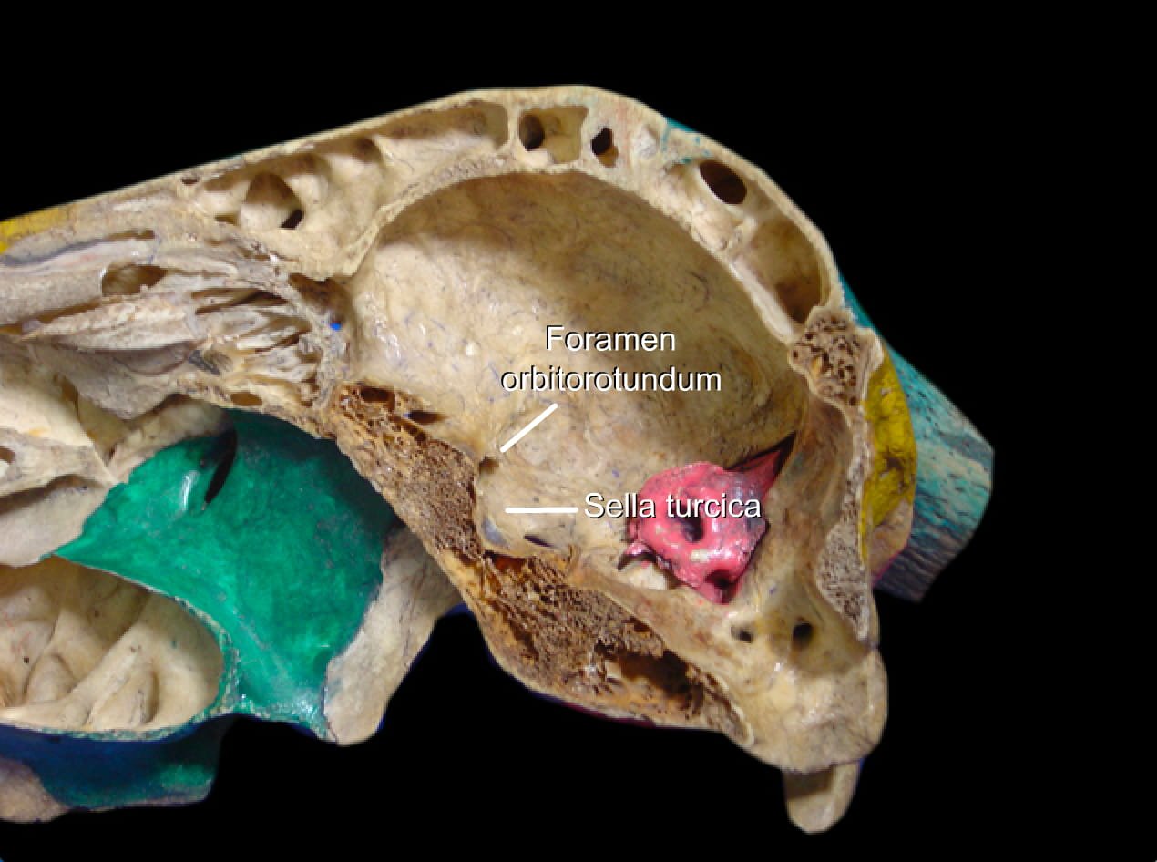 Cranial Bones in Animals