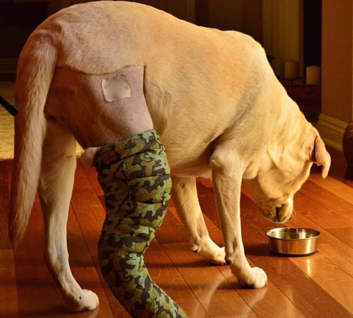 Cruciate Ligament Rupture in a labrador Dog