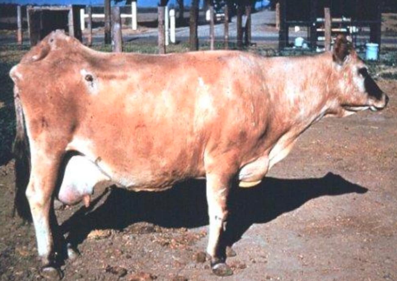 Cystic Ovaries or Cystic Ovarian Degeneration in a Cow