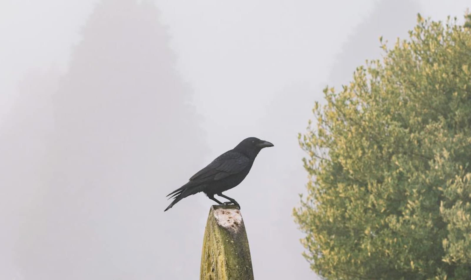 Death due to Asphyxia in Birds due to Polluted Air