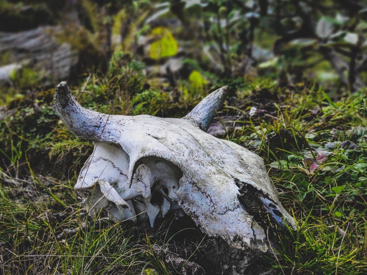 Death due to Drowning in Animals