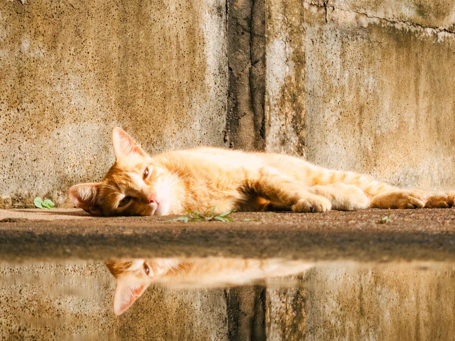 Death due to Excessive Haemorrhage or Anemia in a Cat