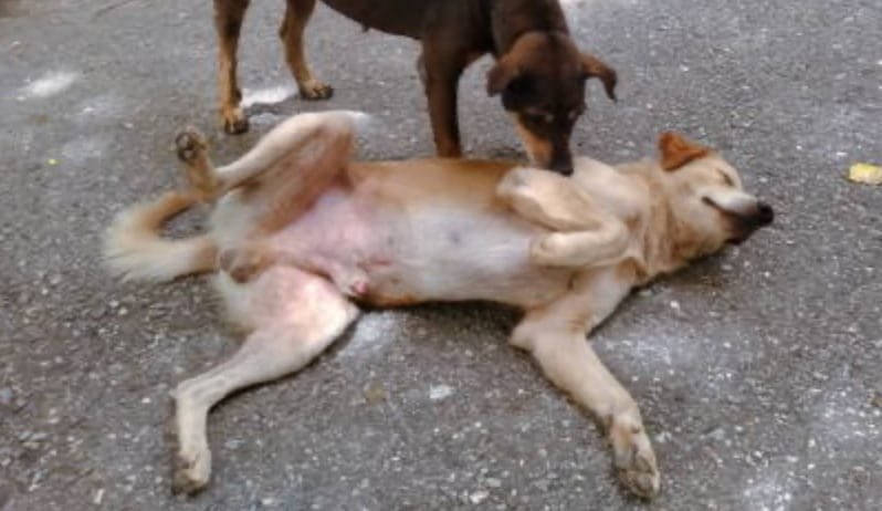 Death due to Strangulation in a Dog