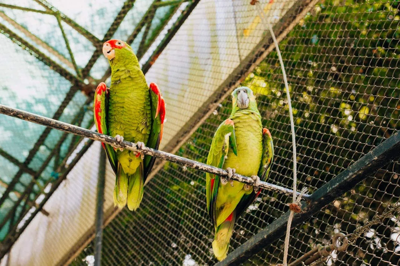 Development of Ecosystem for Wild Animals (Representational Picture)
