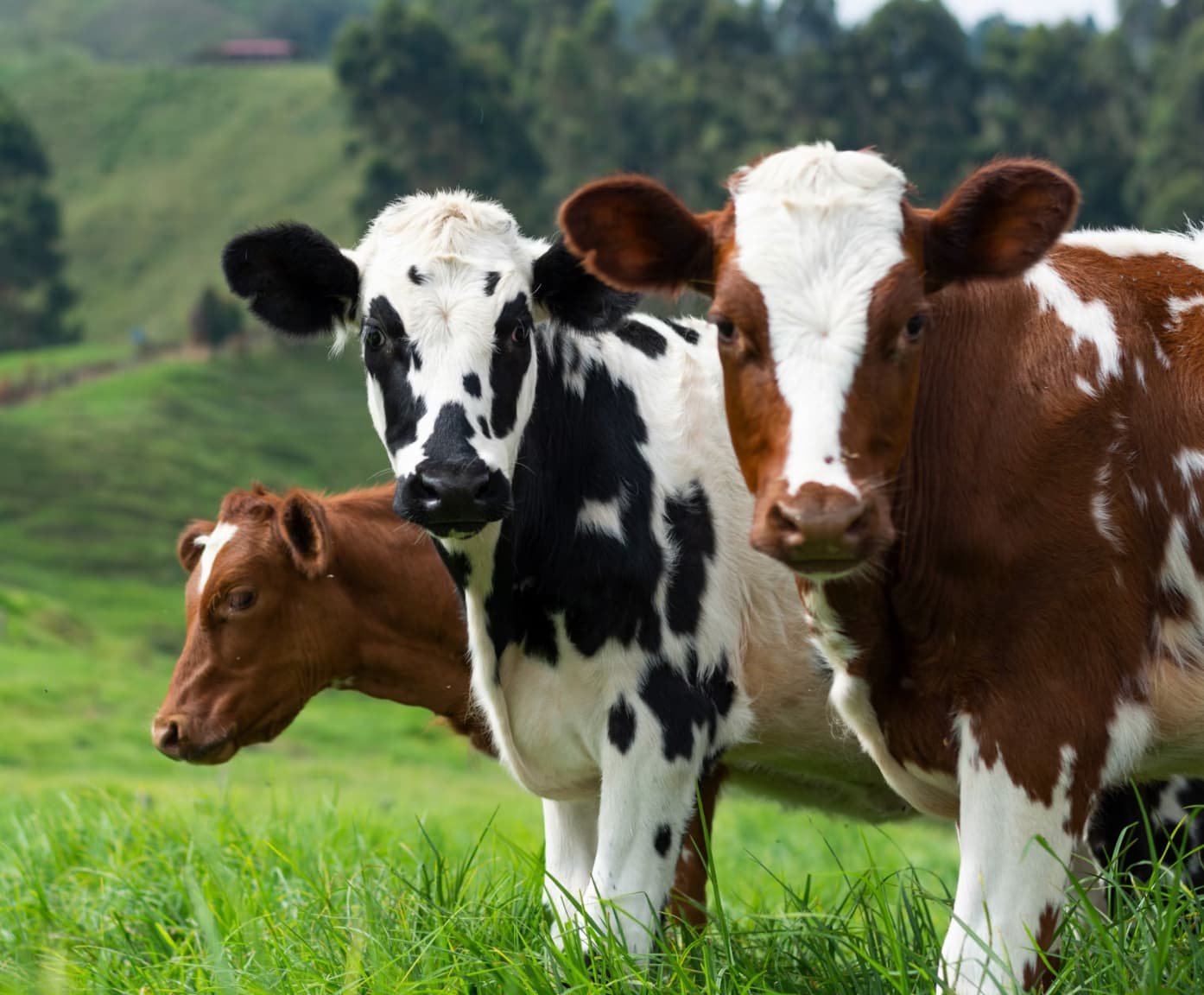 Development of Male and Female Reproductive Organs in Cows