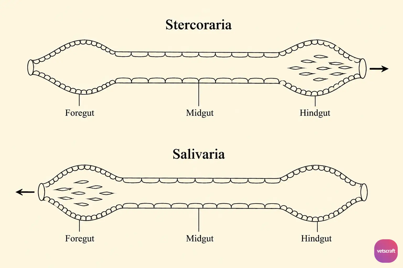 Development of Salivarian and Stercorarian Trypanosomes in the Insect Vector