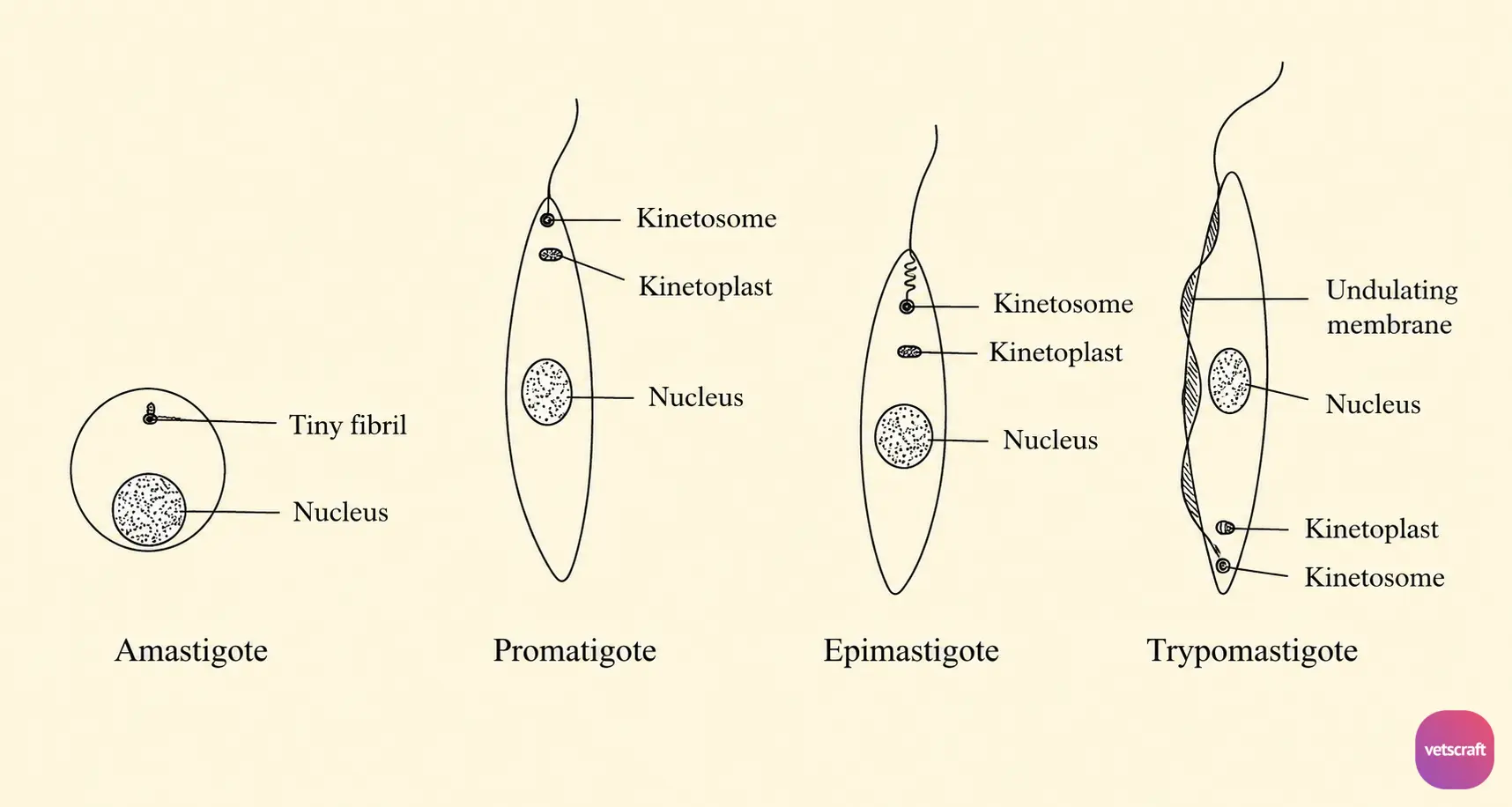 Developmental Stages of Trypanosomes