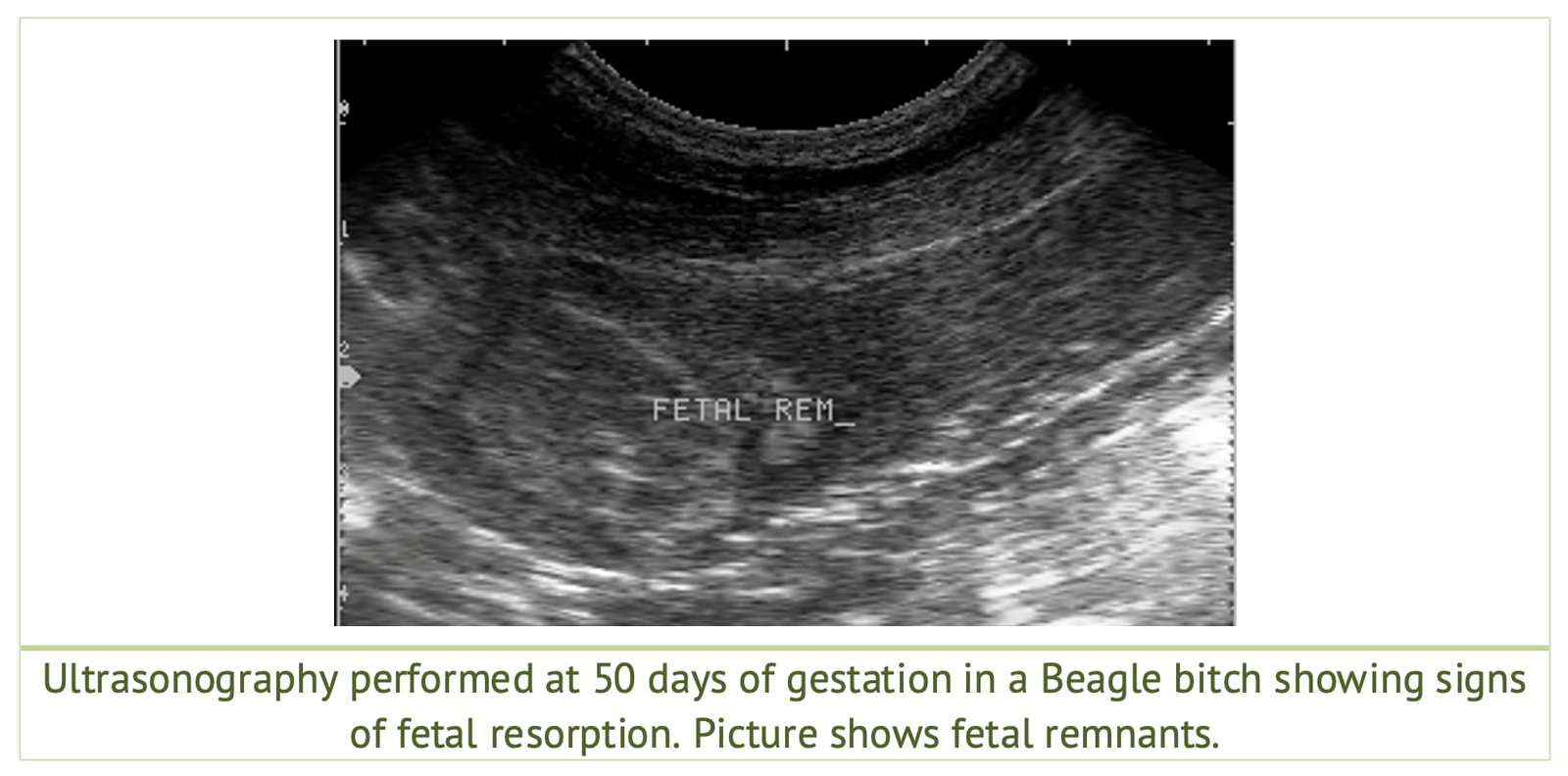 Diagnosis of Early Fetal Resorption in a Beagle Dog