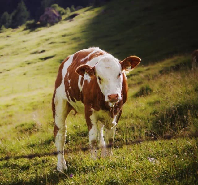 Diaphragmatic Hernia (DH) in a cattle