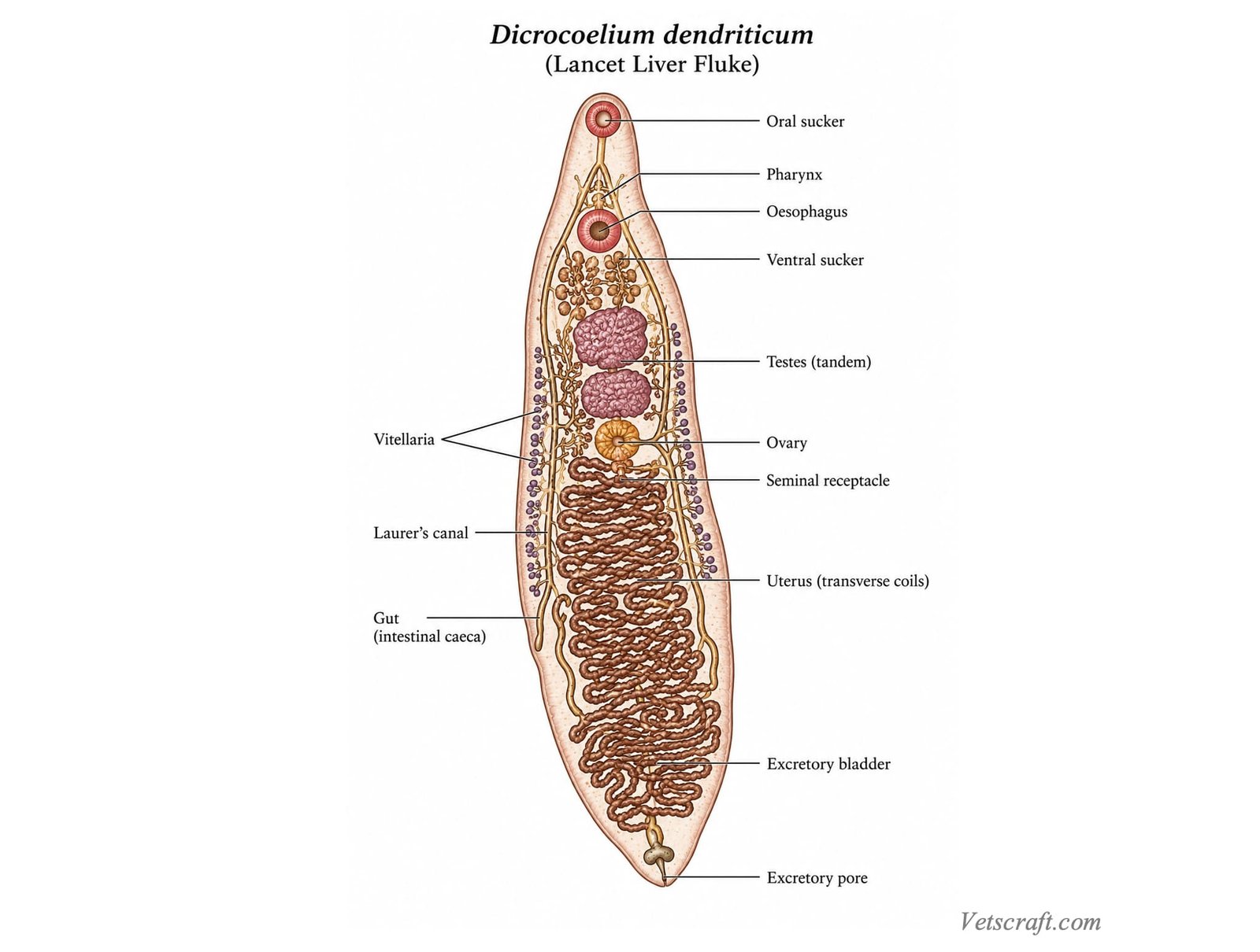 Dicrocoelium dendriticum (Lancet Liver Fluke)