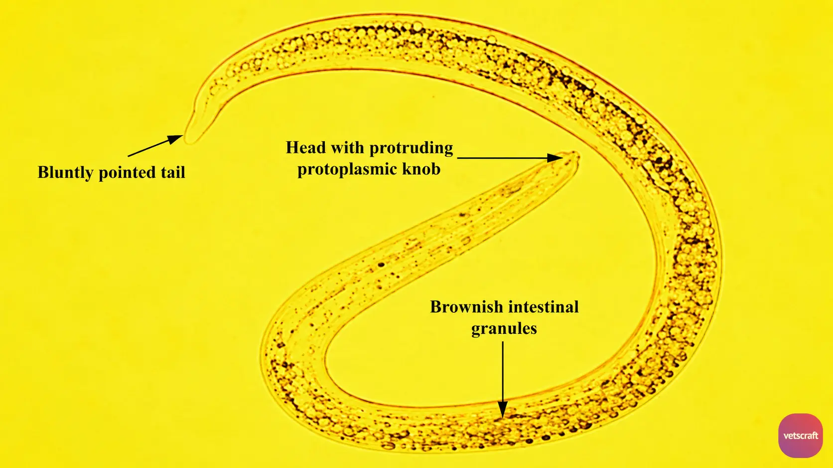 Dictyocaulus filaria (Large Lungworm of Sheep and Goats)