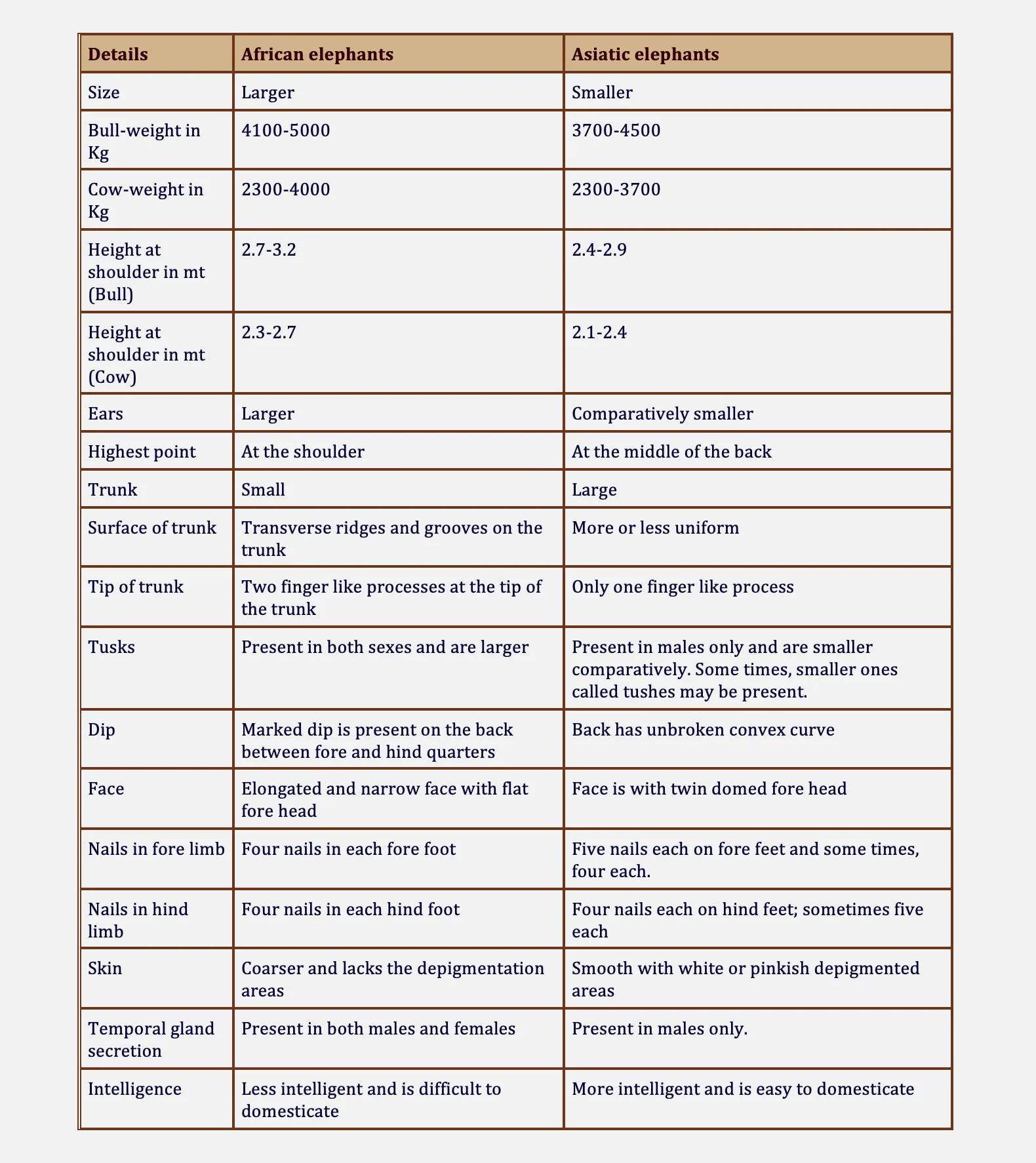 Difference Between Asiatic and African Elephants (Elephantidae)