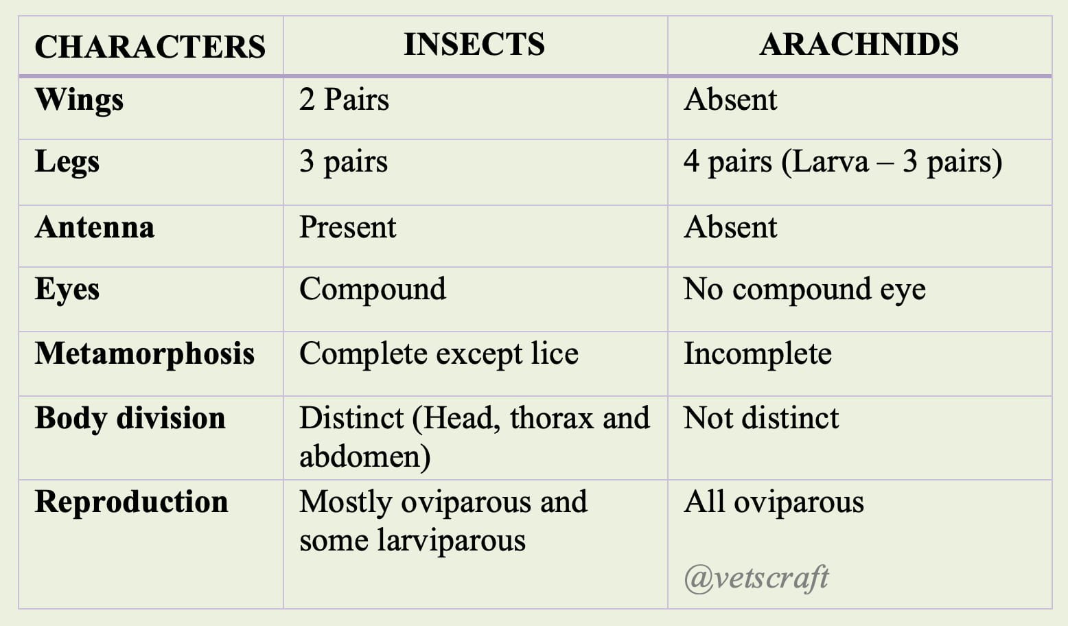 Differences Between Insects and Arachnids