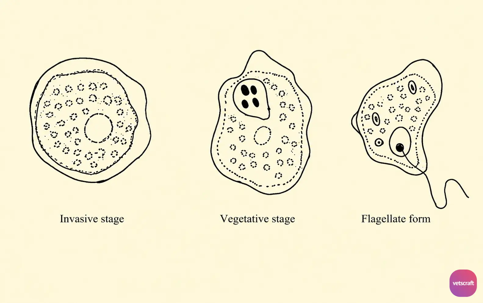 Different Morphological Forms of Histomonas meleagridis