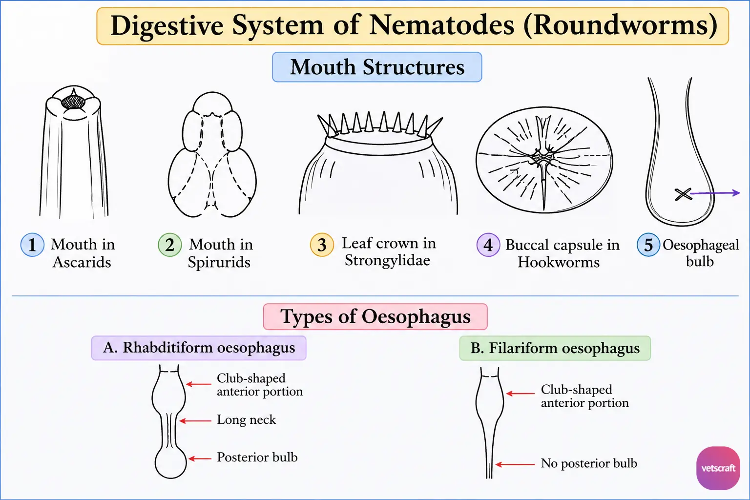 Digestive System of Nematodes (Roundworms)
