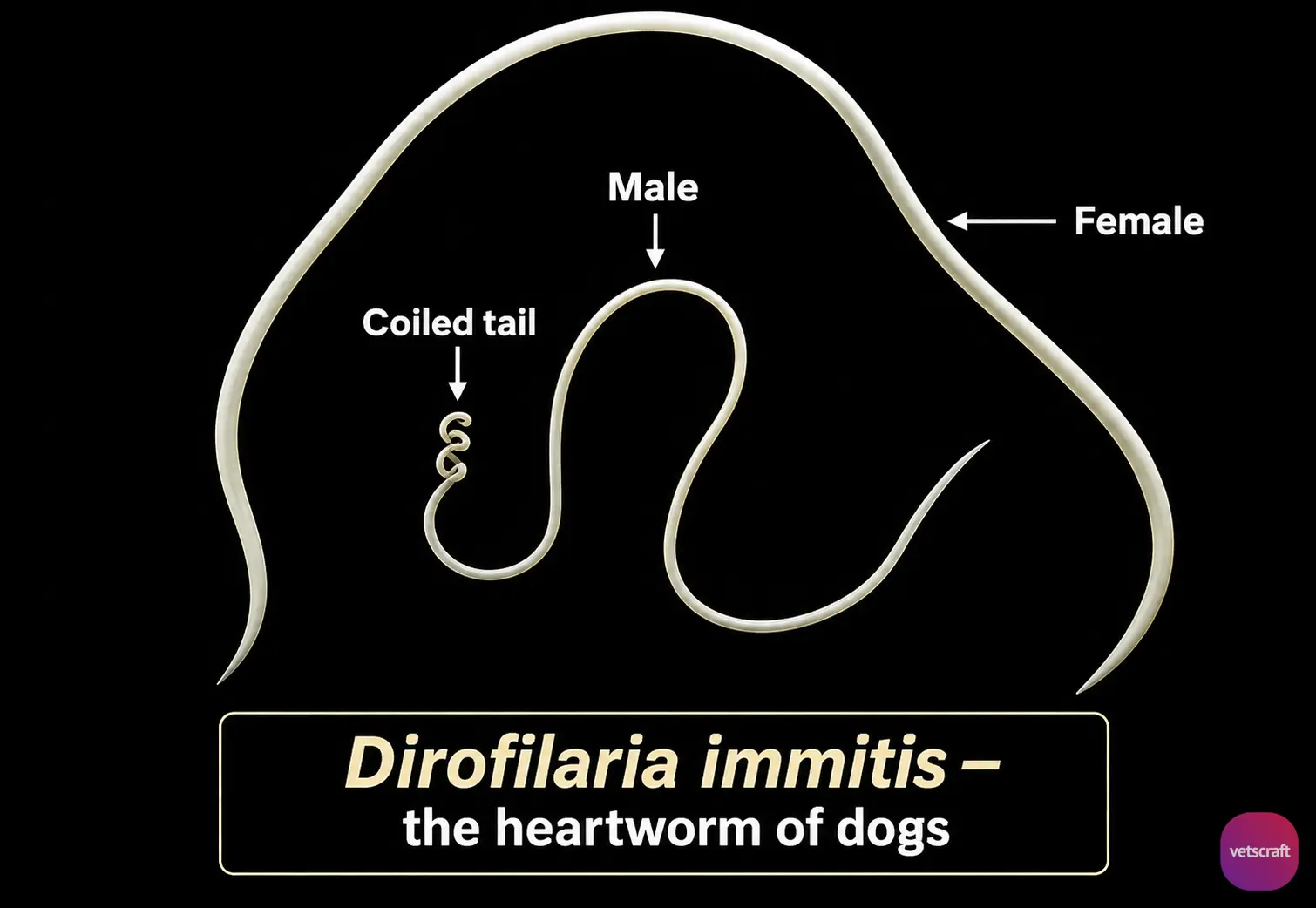 Dirofilaria immitis (The Heartworm of Dogs)