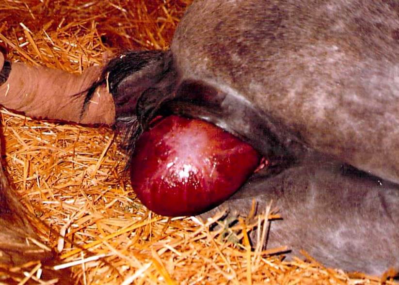 Dystocia (Difficulty in Giving Birth) in a Mare (Female Horse)