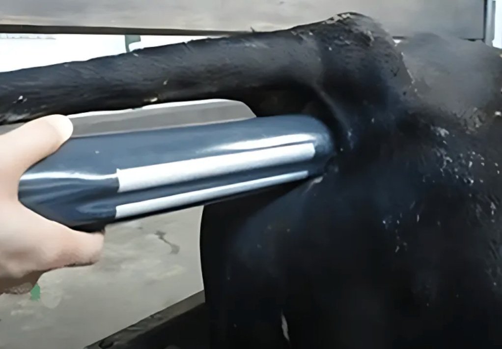 Electro Ejaculator Method for Semen Collection in Bulls