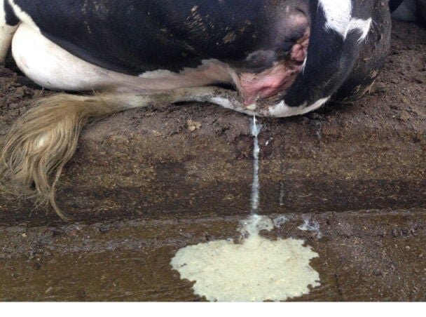 Endometritis in Animals