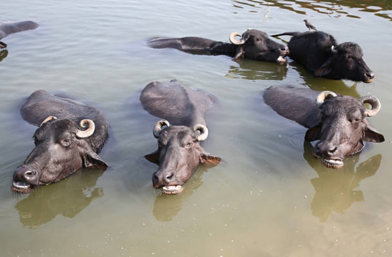 Ephemeral Fever (Three Day Sickness) in Bovine Species
