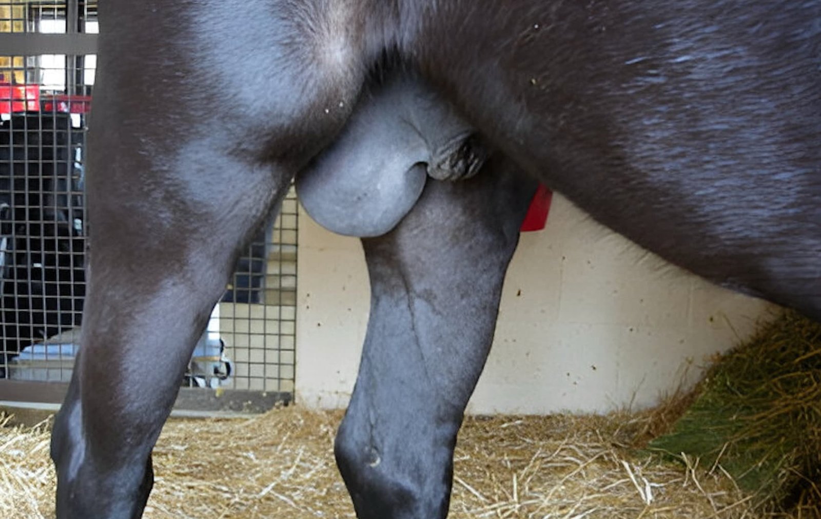 Epididymitis in a Horse