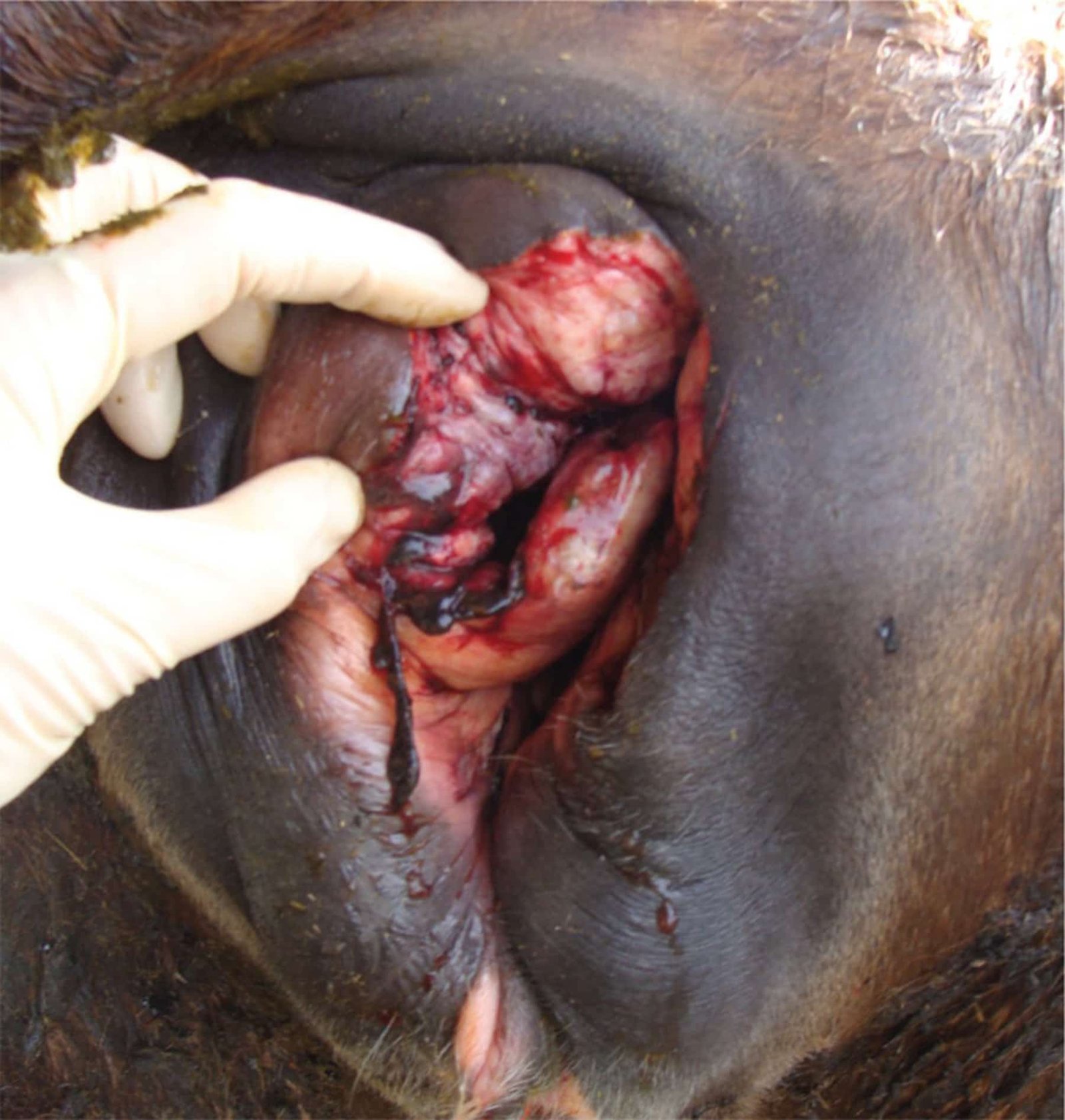 Episiotomy in a Cow