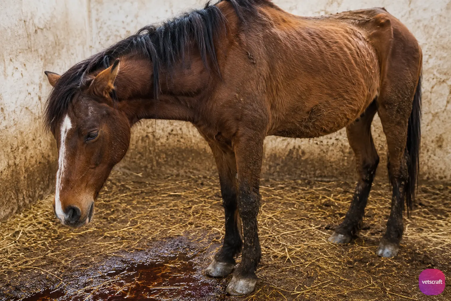 Equine Babesiosis (Equine Piroplasmosis) in a Horse