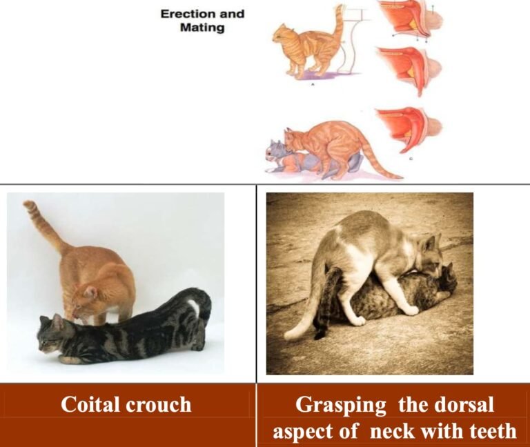 Breeding Management of Cats | Reproductive Detail & Estrus Signs