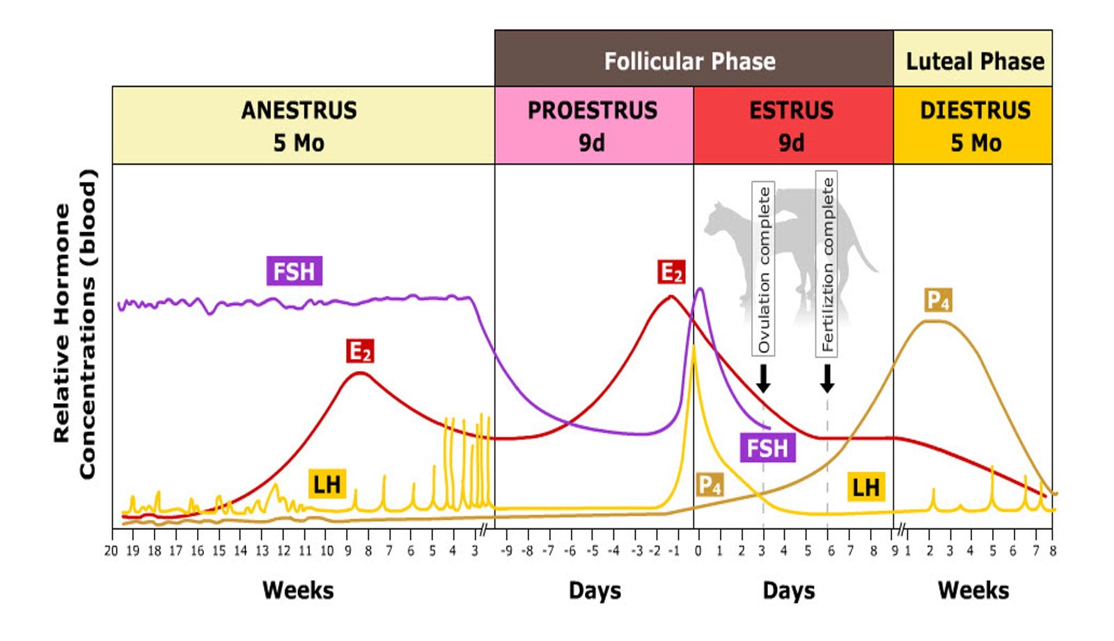 How Long Does Estrus Last In Dogs Complete Veterinary Guide To Canine How Long Does Estrus Last In Dogs Complete Veterinary Guide To Canine