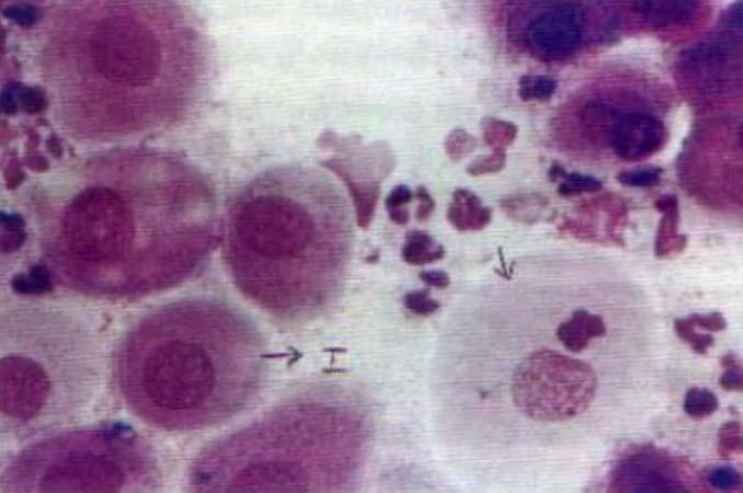 Estrus Detection in Dogs