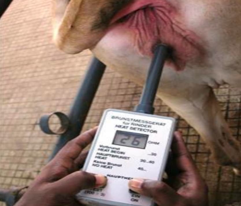 Estrus Detection in a Cow With Vaginal electrical resistance