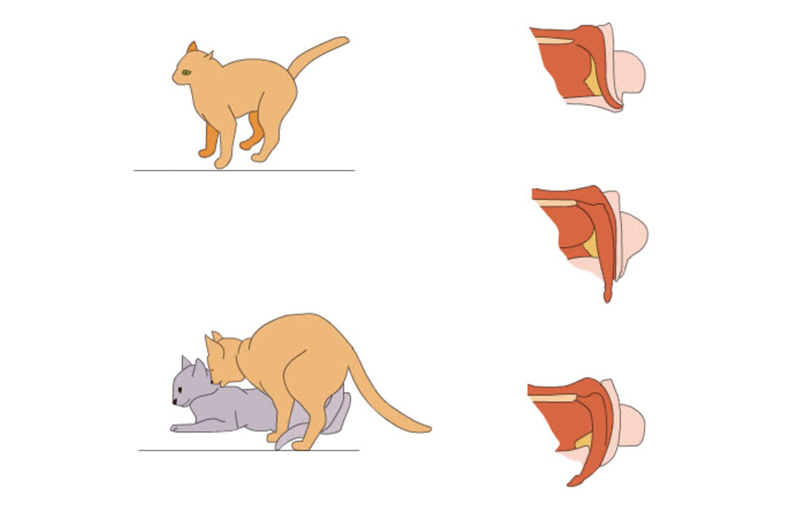 Estrus or Heat Behaviour in Female Cats