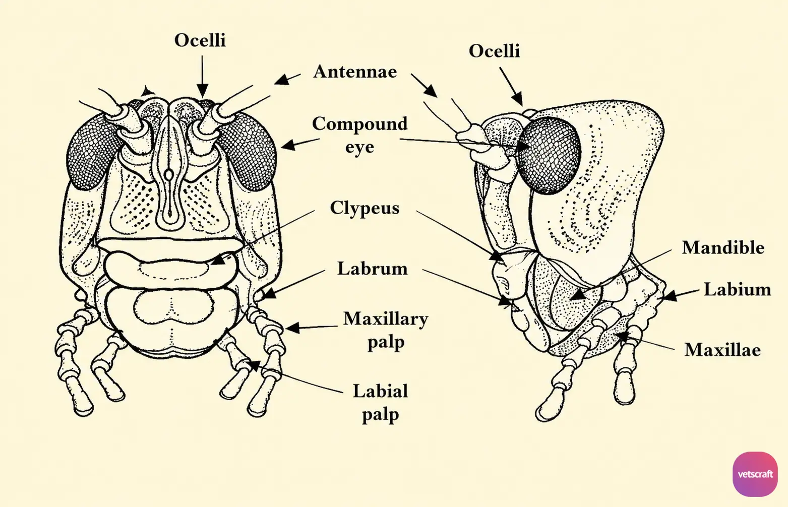 External Anatomy of the Insect Head