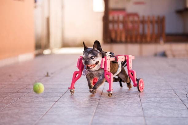 External Fracture Fixation Systems used in a dog