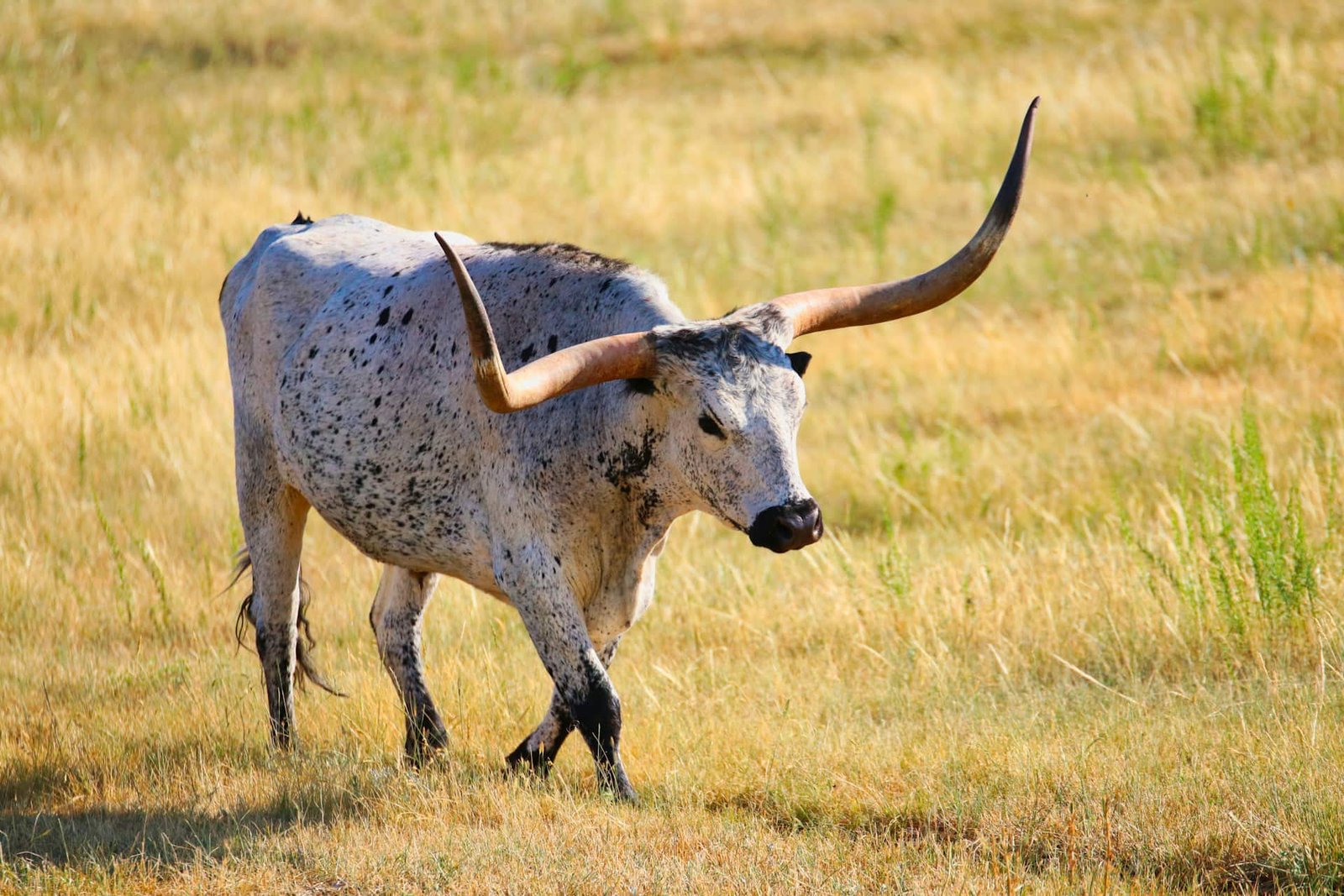 Factors Affecting Copulatory Ability in a Bull