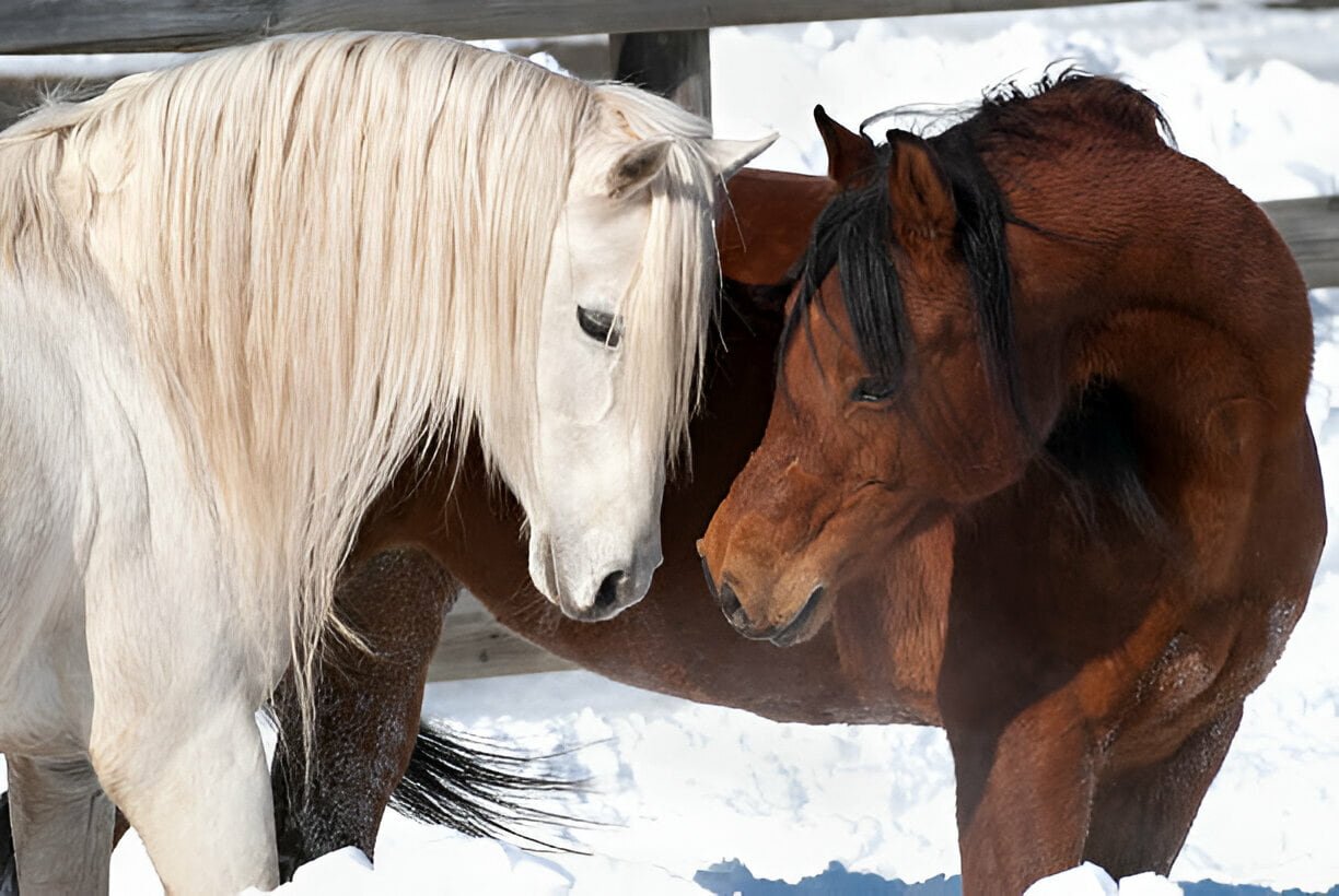 Factors Influencing Sex Drive (Libido) in Horses