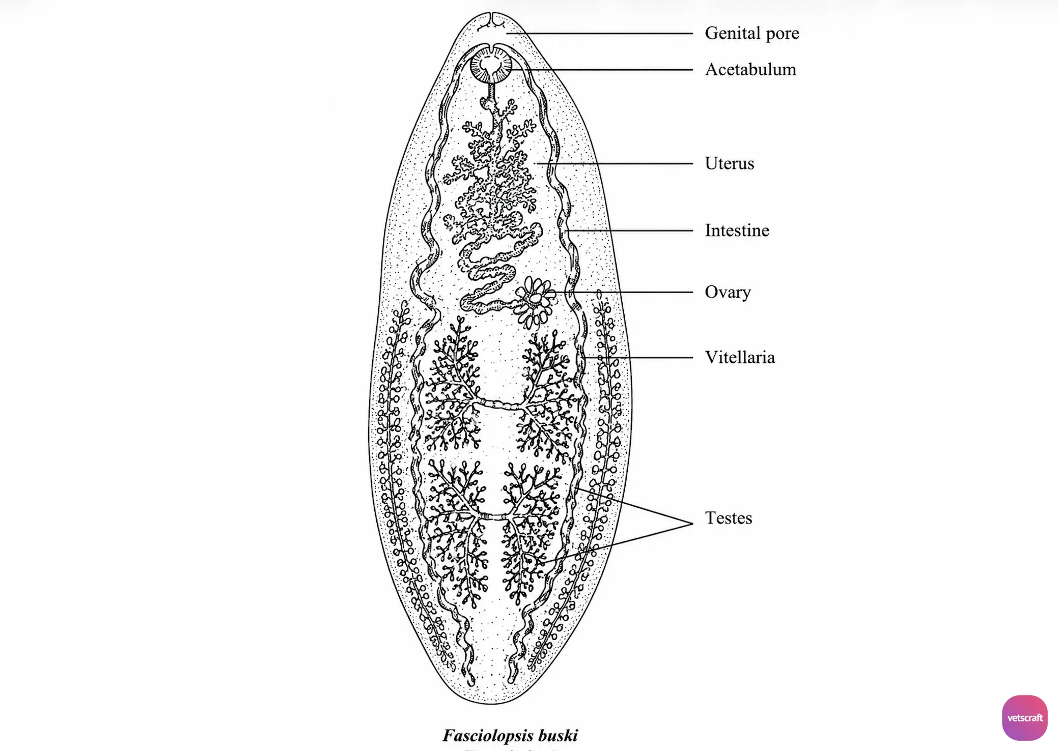 Fasciolopsis buski (Largest (Giant) Intestinal Fluke of Humans and Pigs)